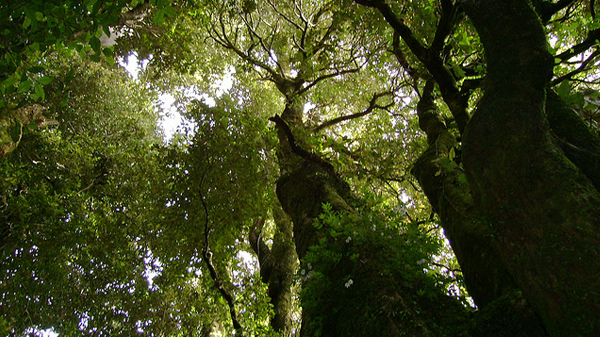 Solicitan multa y reforestación por tala ilegal de bosque nativo en Limache