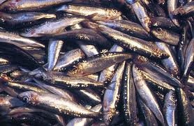 Decretan nueva veda para sardina y anchoveta en la Región del Biobío
