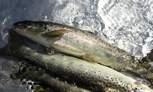 Proyectan los dos escenarios de cosecha que enfrenta la industria del salmón