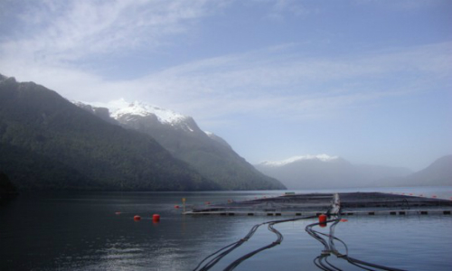 Conflicto en Chiloé: Pérdidas de industria del salmón superan los US$40 millones