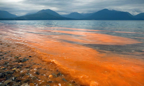 Llegó la Marea Roja a Magallanes: Cierran sectores aledaños a Puerto Edén