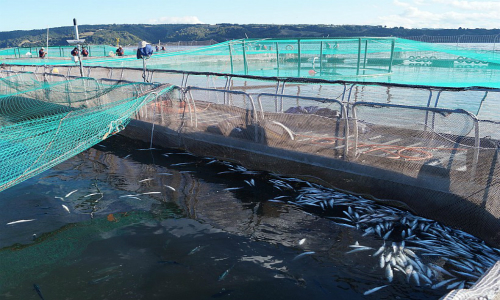 Salmonicultura en Chile: un modelo productivo insustentable