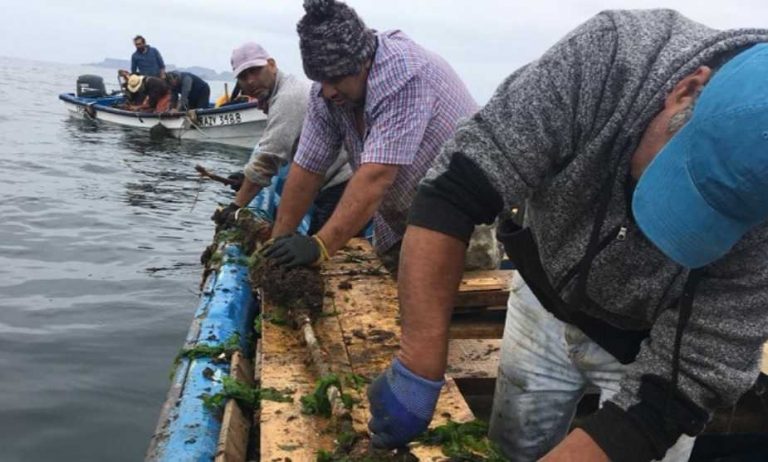 Pescadores Chilenos Explican Cómo Se Adaptan Al Cambio Climático Fundación Terram 0192