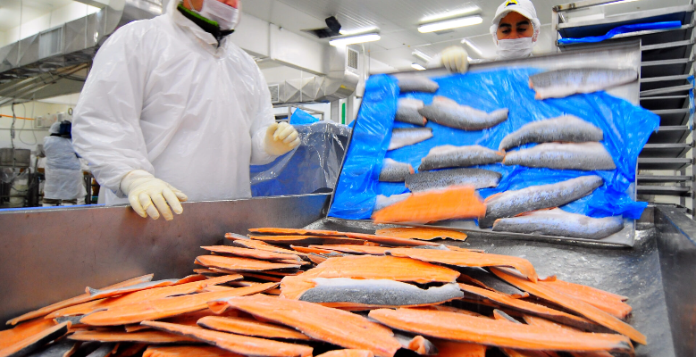 Industria salmonera en Magallanes enfrenta más de 1000 despidos y el cierre de una planta de Australis