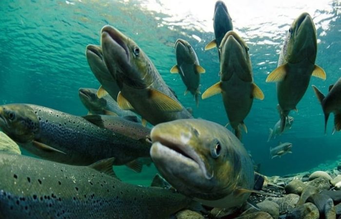 Depredador por naturaleza: los peligros del salmón introducido en el lago Panguipulli