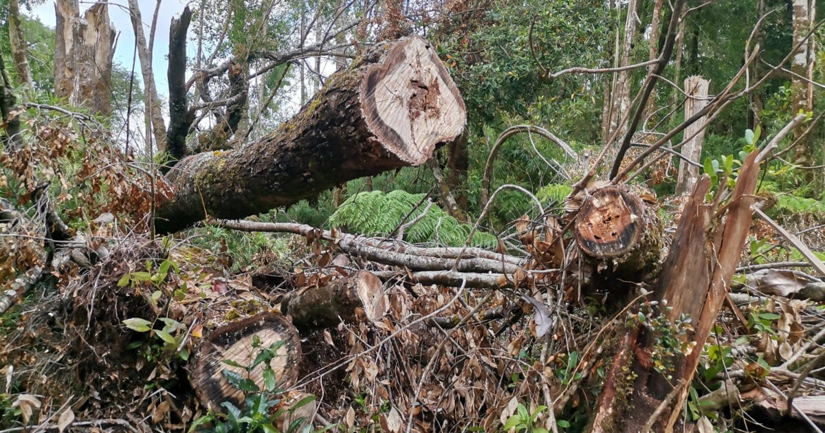 Supera a cualquier otra provincia: Llanquihue acumula 300 denuncias por tala ilegal de bosque nativo