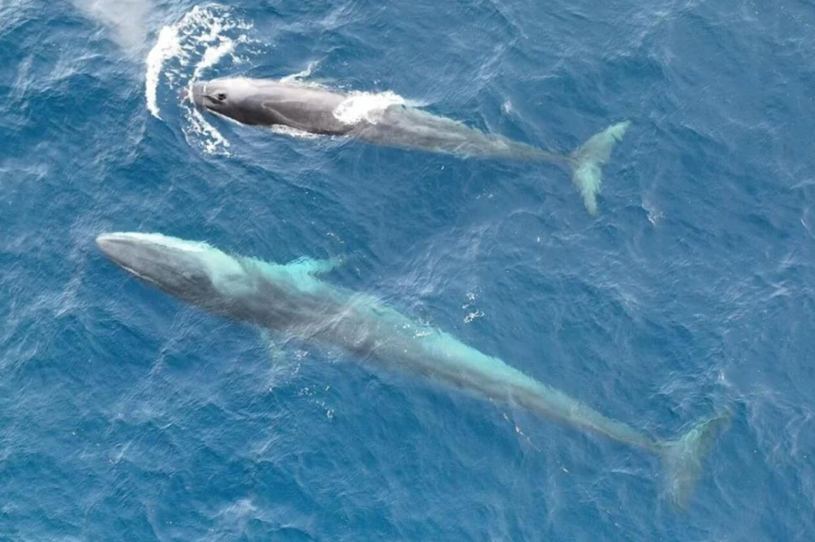 Pese a protestas, Japón permitirá la caza comercial de la segunda ballena más grande del mundo