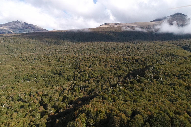 Bosques de Coyhaique muestran inusuales cifras de regeneración tras megaincendios históricos