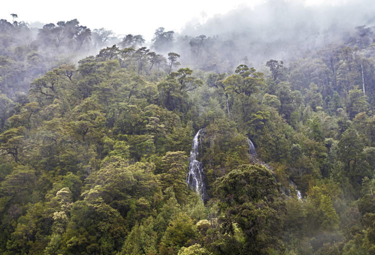 Bosques de Chiloé están entre los que más CO2 captan por hectárea en el mundo