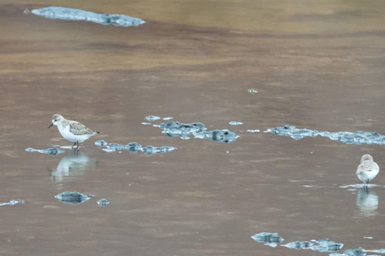 Monitoreo en humedales revela mortalidad de aves playeras en Antofagasta