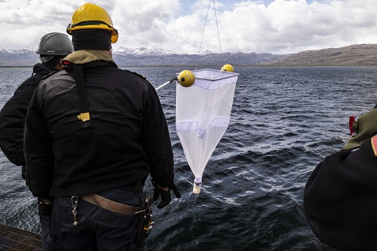 Científicos estudiarán distribución de los cetáceos y el rol de las aguas de la Patagonia